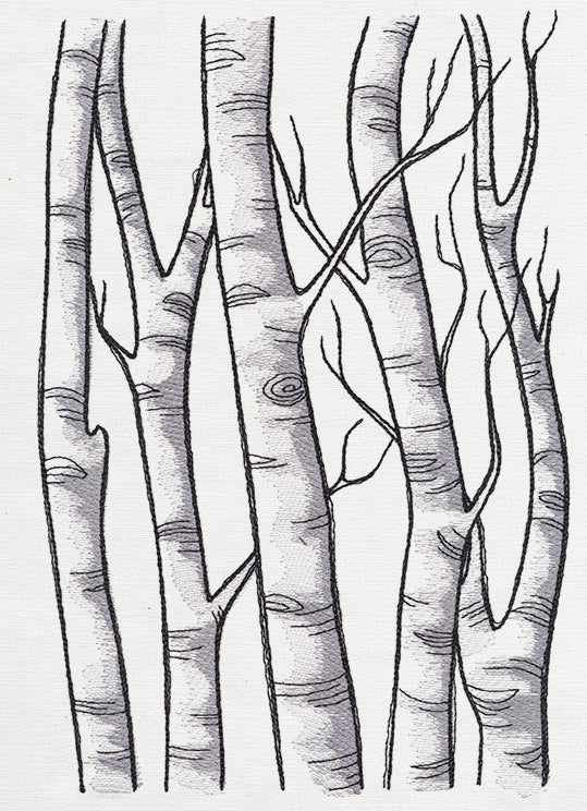 Birch Tree Forest