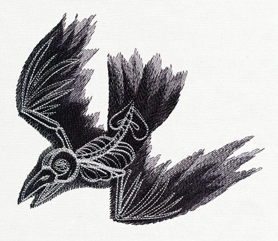 Bird Skeleton
