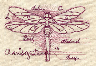 Dragonfly Diagram - Image 2