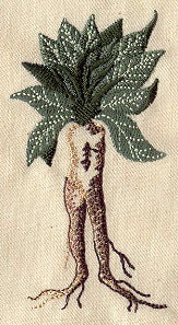 Mandrake - Image 3