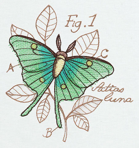 Miniature Menagerie Luna Moth Diagram - Image 4