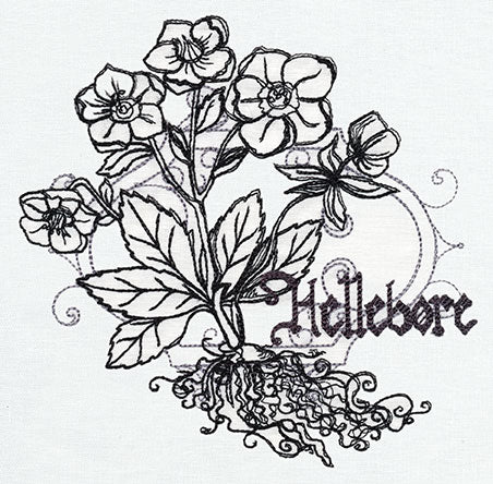 Pretty Poison - Hellebore - Image 4