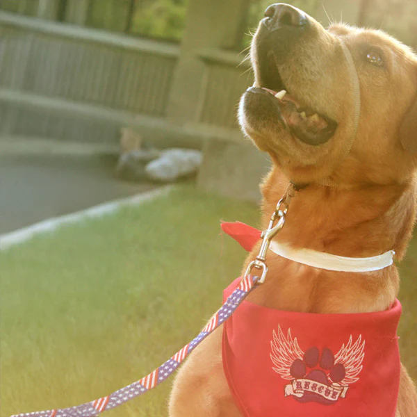 Rescue Paw - Image 12