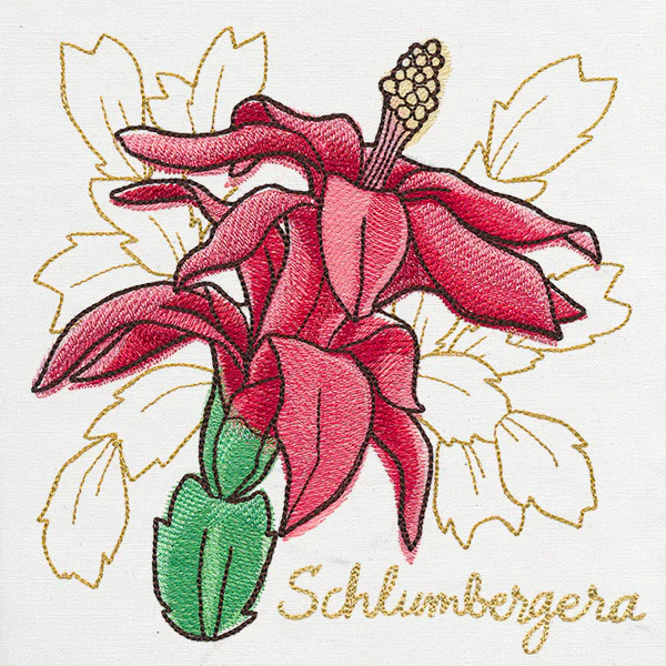 Yuletide Medley - Painted Christmas Cactus